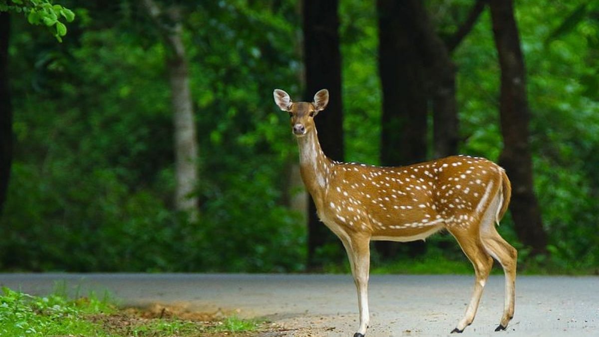 Anthrax Ruled Out As Cause Of Deer Death Inside IIT Madras Campus   Untitled Design 44 