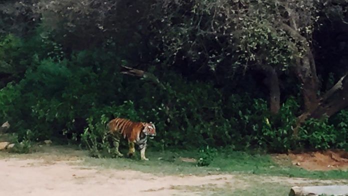 Tigress on prowl in Sariska Tiger Reserve| Representational image| Commons