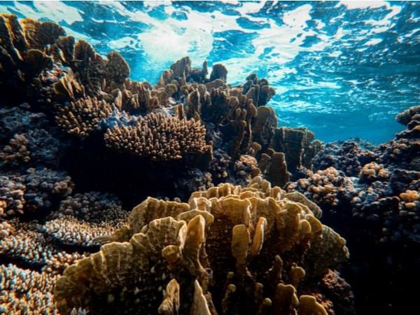 Study finds corals can be 'trained' to tolerate heat stress