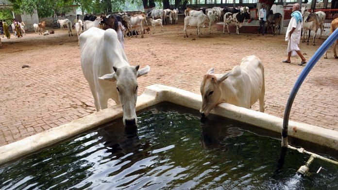 Representational image of cows in Varanasi | ANI