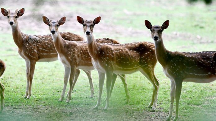 Representational image of spotted deer | ANI