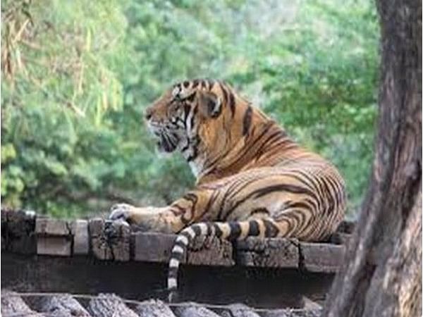 Assam's Manas National Park witnesses sharp rise in tiger, rhino population
