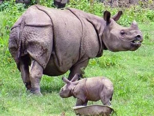 Assam: Rhino population in Pobitora increases by 5, total count at 107