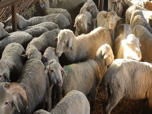 J-K: Department of Sheep Husbandry distributes free sheep units to  unemployed youth in Anantnag – ThePrint – ANIFeed