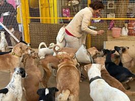 Resident dogs being fed at the medical boarding of Wagging Tales Foundation in Ghittorni, Delhi | Mansi Rautela