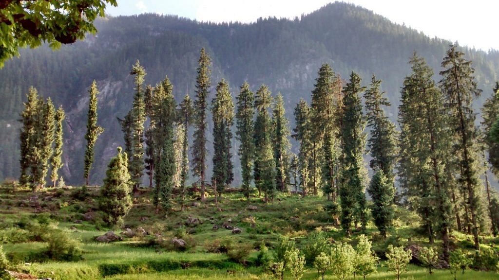 Representational image of trees in Himachal Pradesh | Commons