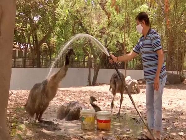 Surat zoo makes special arrangements to keep animals cool – ThePrint –  ANIFeed