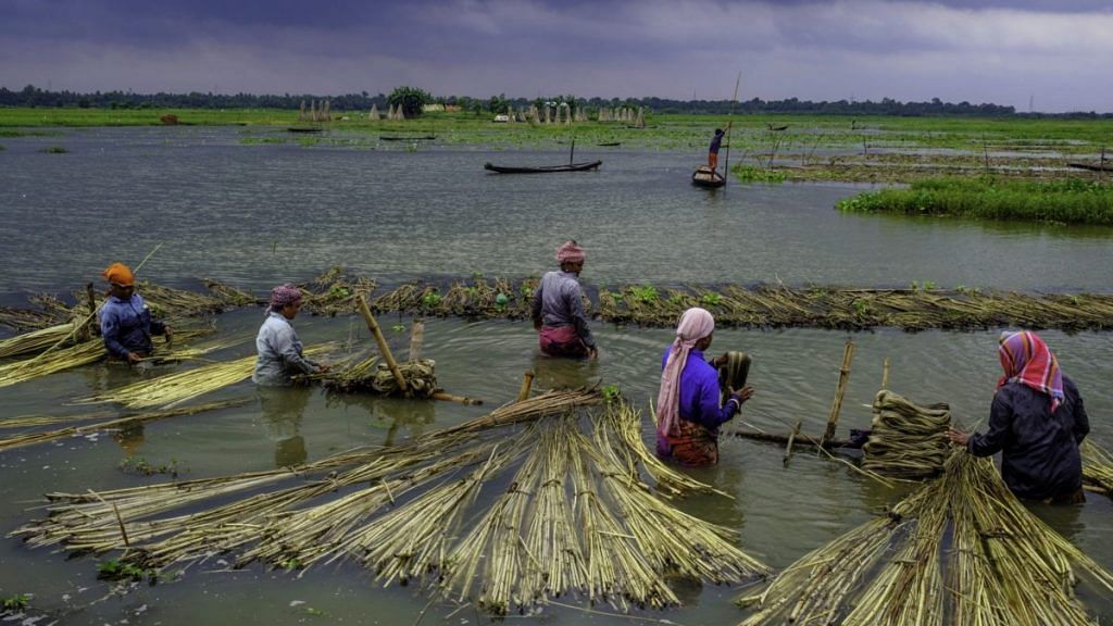 Representational image | Workers ret and strip the fibers from the stems of jute plants, 24 North Parganas, West Bengal | Arko Datto/Bloomberg
