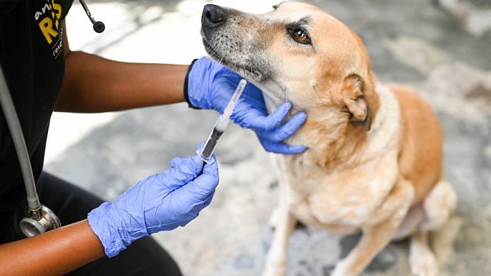 Indie dogs getting rabies tested | RESQ CT, Pune