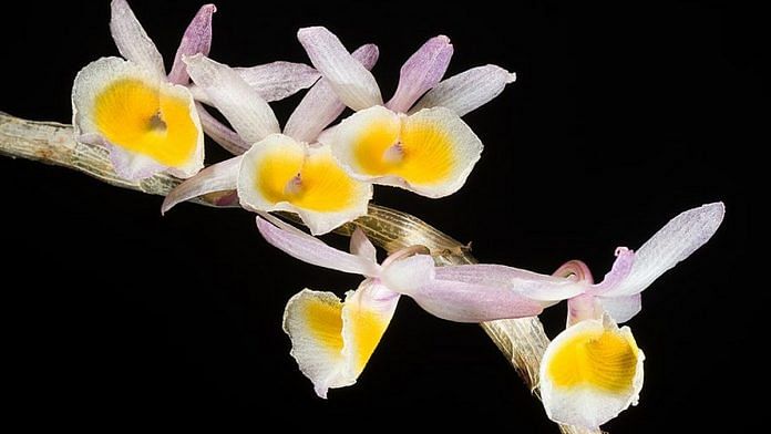 Dendrobium orchid | Wikimedia Commons