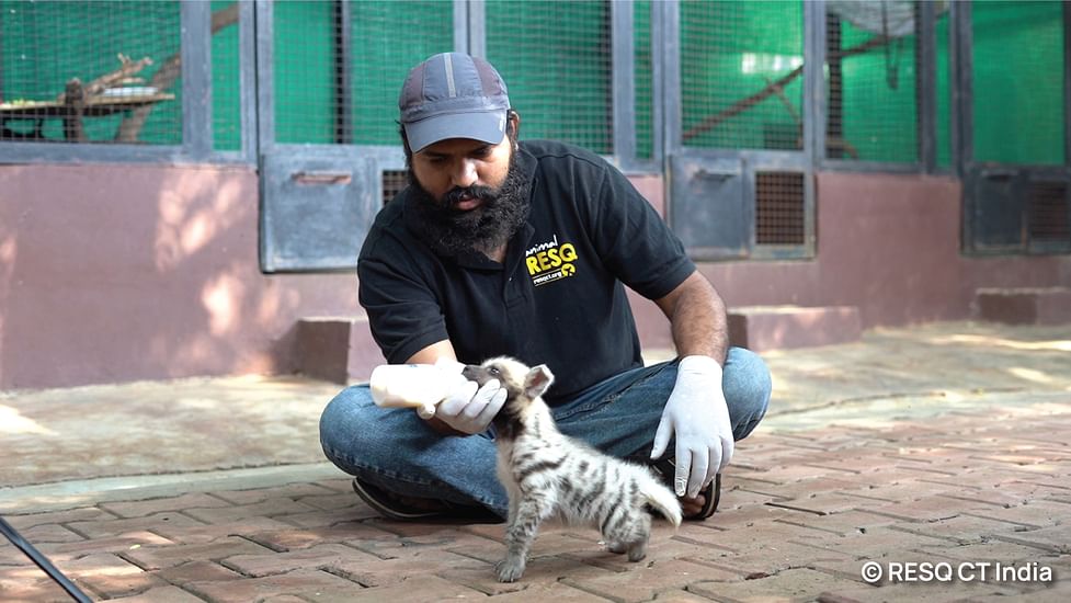 This orphan hyena cub had 2 options – zoo or death. We raised her to be wild This orphan hyena cub had 2 options – zoo or death. We raised her to be wild