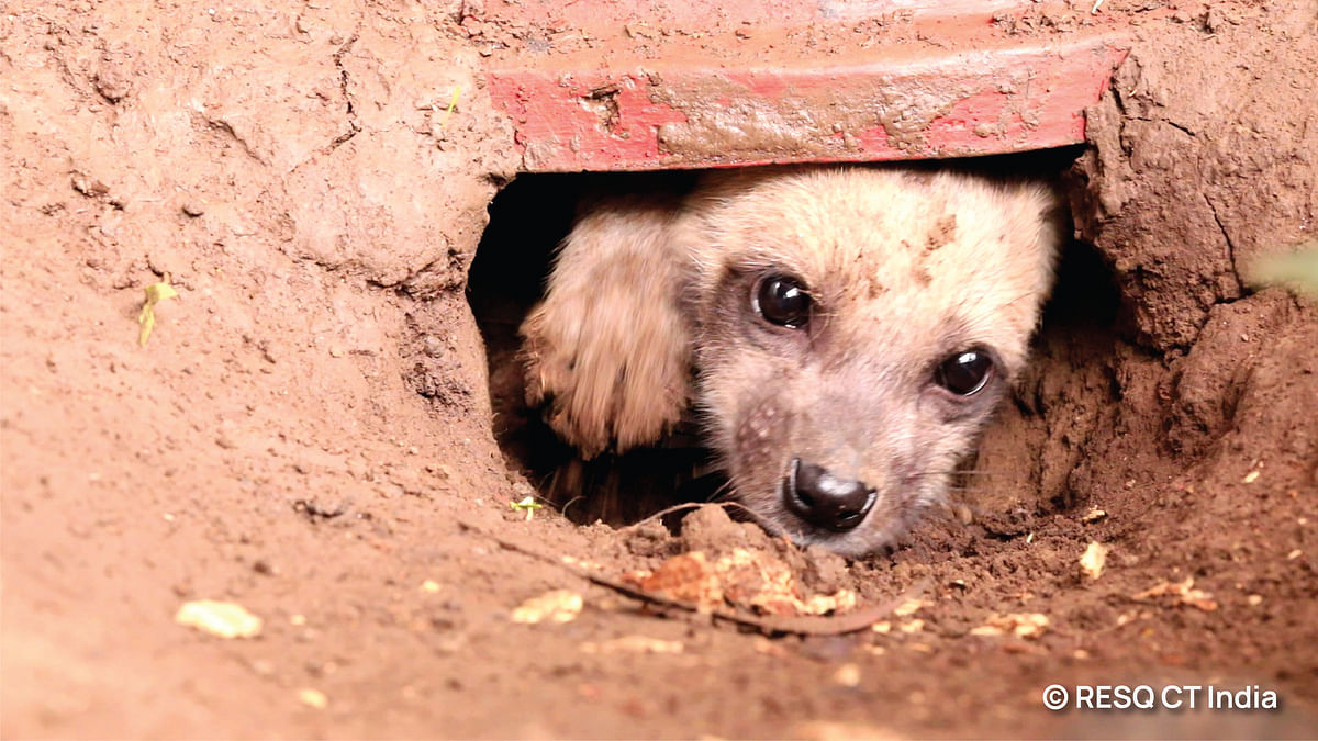 This orphan hyena cub had 2 options – zoo or death. We raised her to be wild