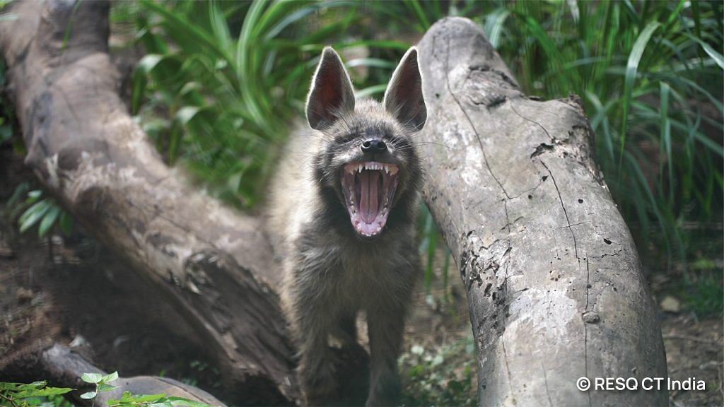 The Indian Striped Hyena inside her enclosure at the RESQ Wildlife TTC, Pune. | Neha Panchamia