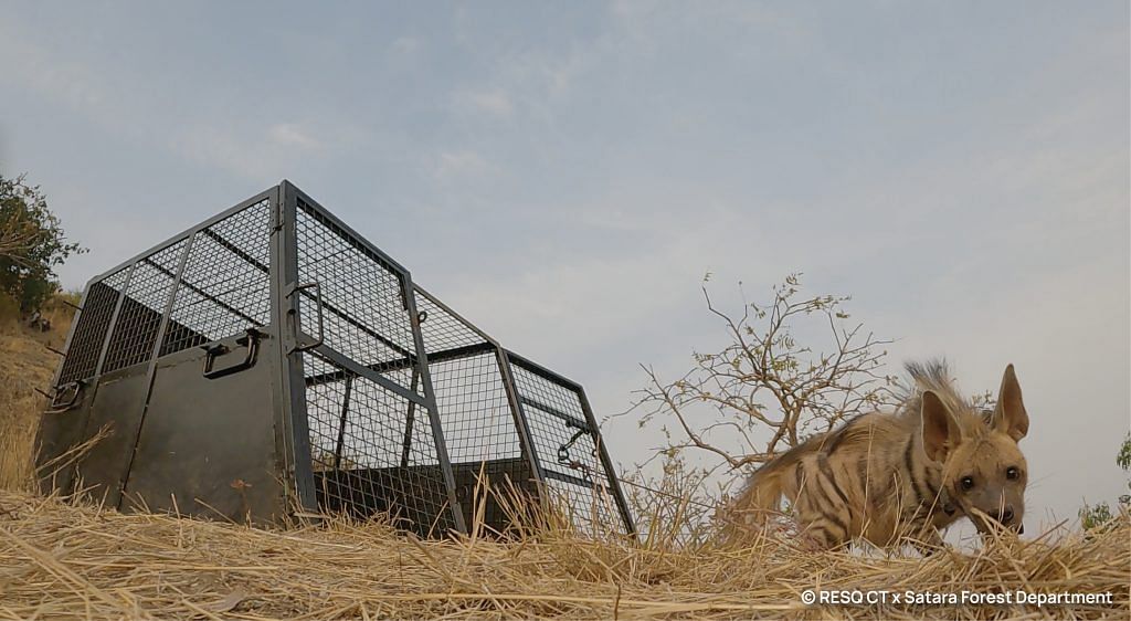 The Indian Striped Hyena immediately after her cage door was opened at the release site | Neha Panchamia