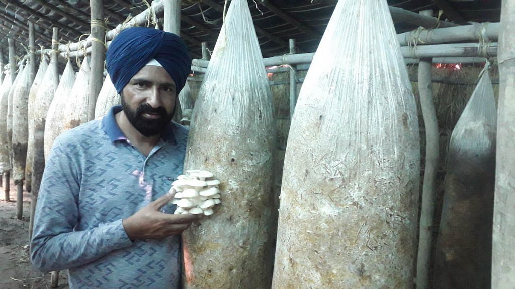 Mandeep Singh Randhawa with a bunch of oyster mushrooms growing from a suspended bag of compost | Abhishek Dey | ThePrint