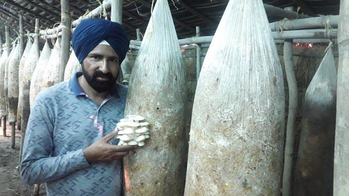 Mandeep Singh Randhawa with a bunch of oyster mushrooms growing from a suspended bag of compost | Abhishek Dey | ThePrint