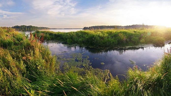 Wetlands | Representational image | Commons