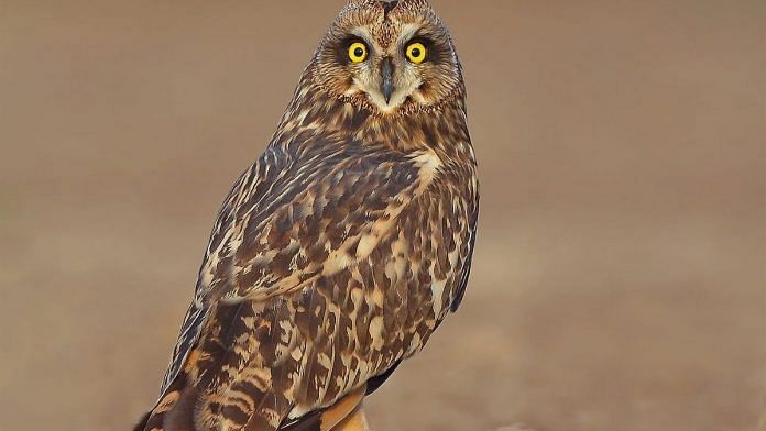 File photo of a short-eared owl | By special arrangement