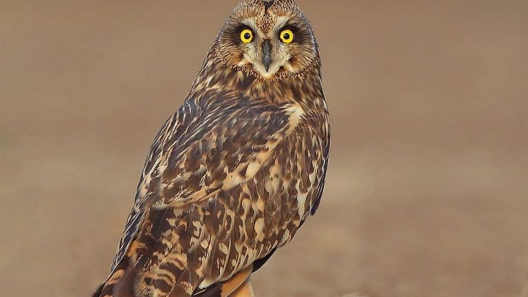 This owl flew from Europe to India & was nearly killed by heatwave. Now, it’s ready to take off