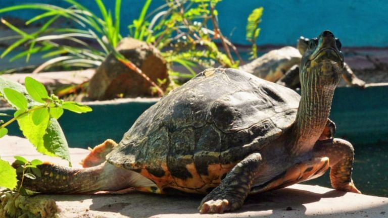 85 protected turtles from Maharashtra have reached UP to lead a free life