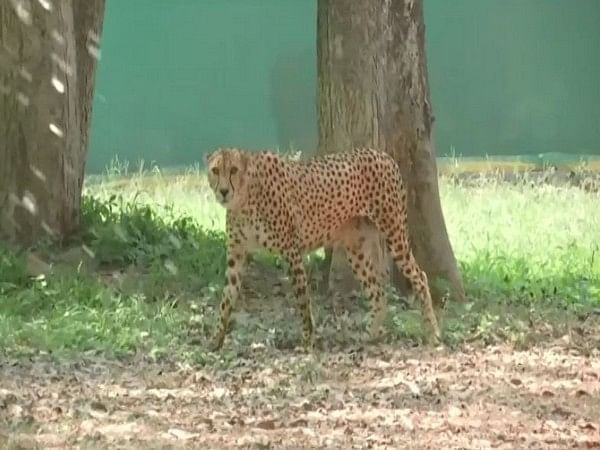 Hyderabad zoo uses cooling systems to protect animals in summers – ThePrint – ANIFeed Hyderabad zoo uses cooling systems to protect animals in summers – ThePrint – ANIFeed