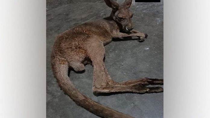 Kangaroo rescued by West Bengal Forest Officials | ANI