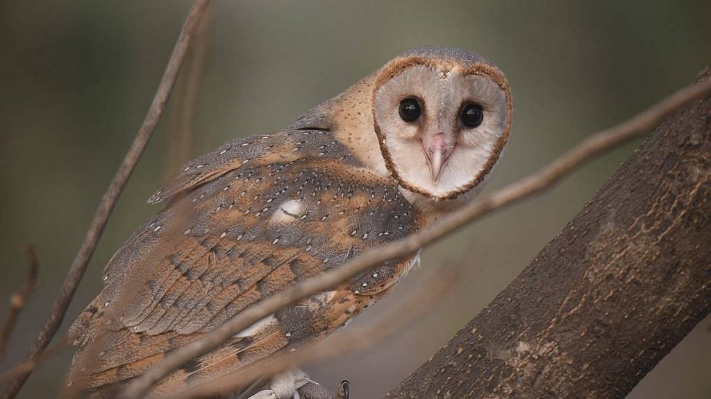 Representational image of a barn owl | Commons