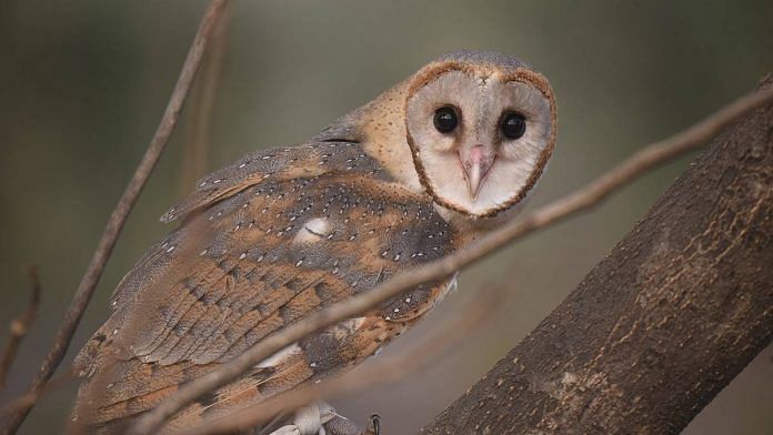 Representational image of a barn owl | Commons