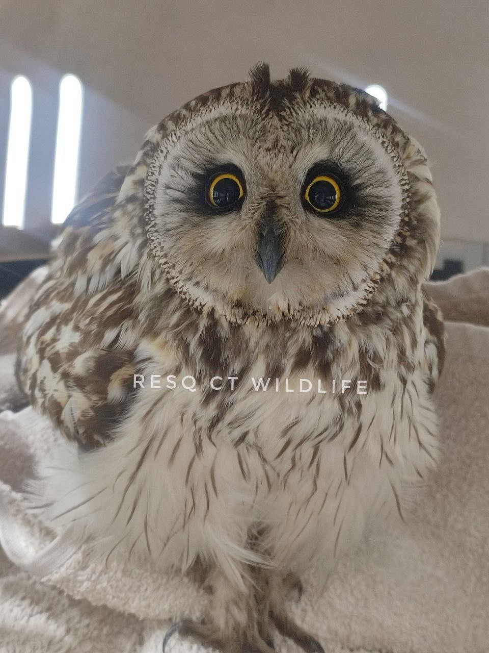 The rescued short-eared owl | Photo: RESQ CT