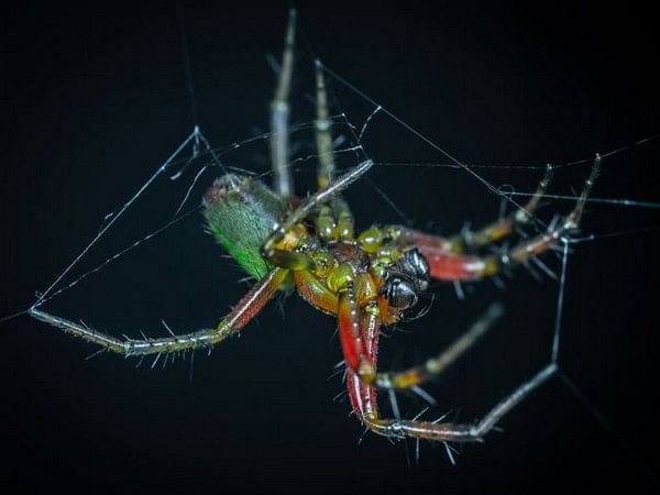 Research: Auditory sensing can be achieved by spiders using webs as external eardrums