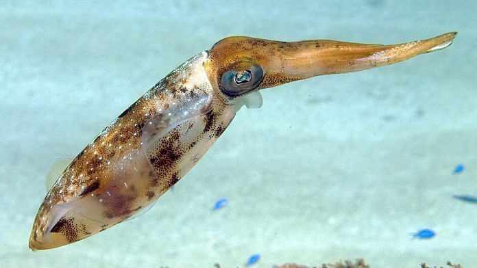 Representational image of the Caribbean Reef Squid | Commons