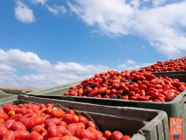 Delicious, healthy and wholesome Red Gold Tomatoes from Europe now available in India