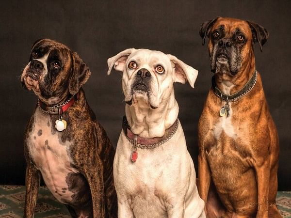 Service dogs improve lives of veterans with PTSD: Research Service dogs improve lives of veterans with PTSD: Research