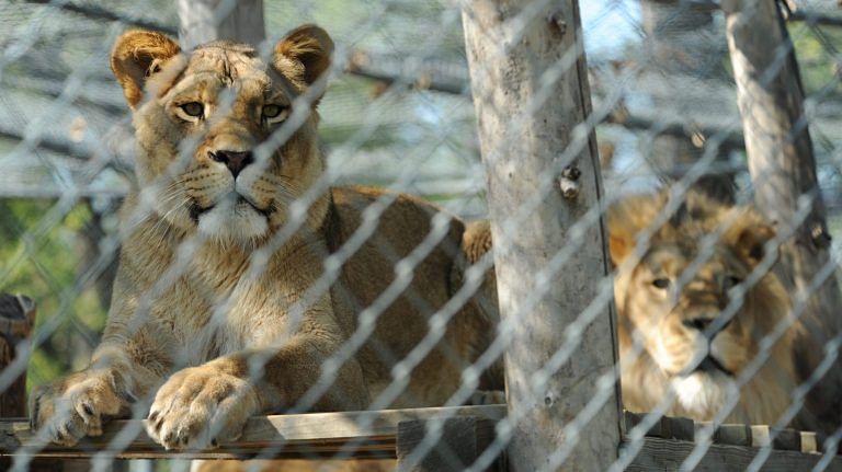 Here’s how zoo animals in Ukraine are coping with the war — just like they did in WWII