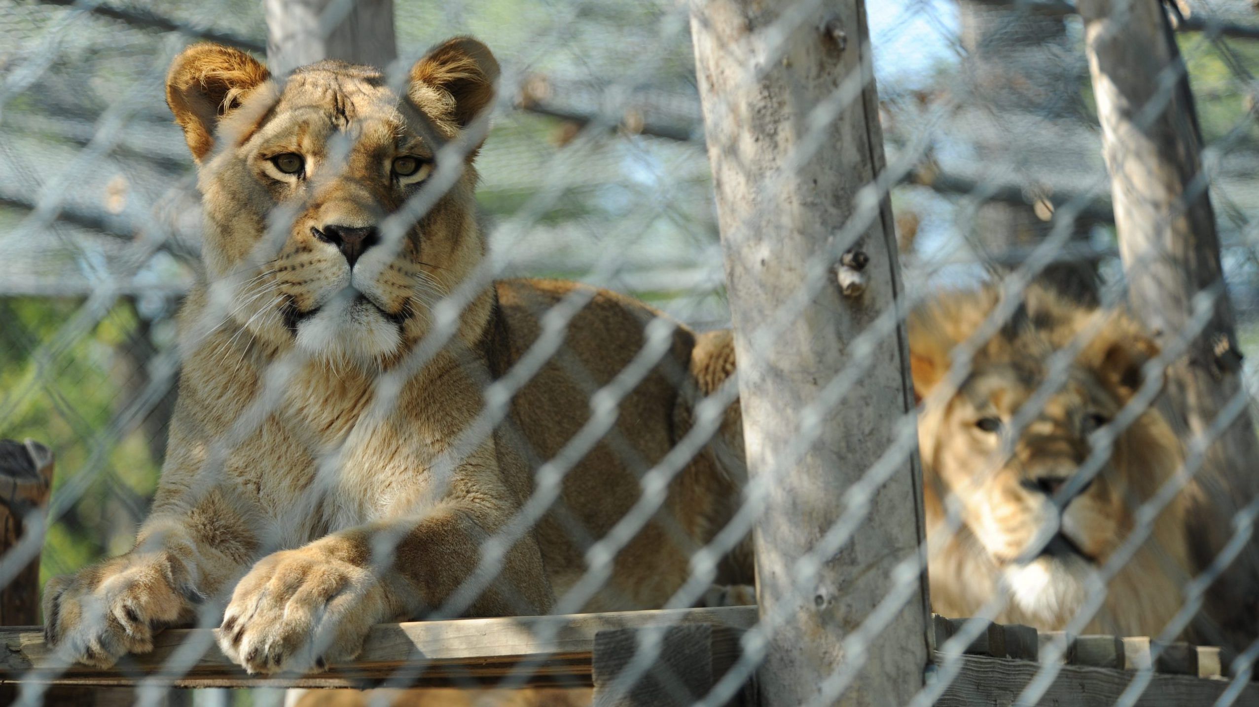 Here's how zoo animals in Ukraine are coping with the war — just like they  did in WWII
