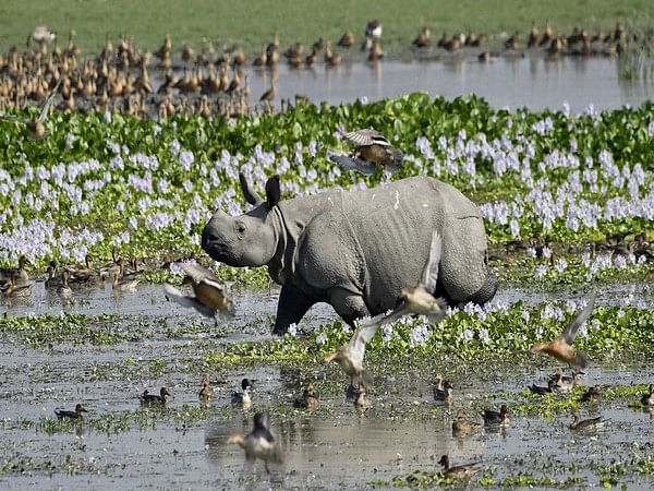 Assam floods: Pobitora Wildlife Sanctuary constructs six highlands for providing shelter to animals