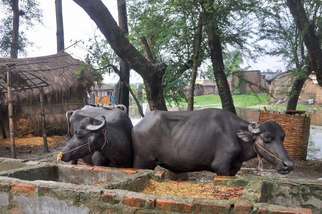 A shared drinking water trough (left) along the roadside constructed with panchayat funds for the few cattle in Musahar Tola (right) | Kavitha Iyer/ People's Archive Of Rural India