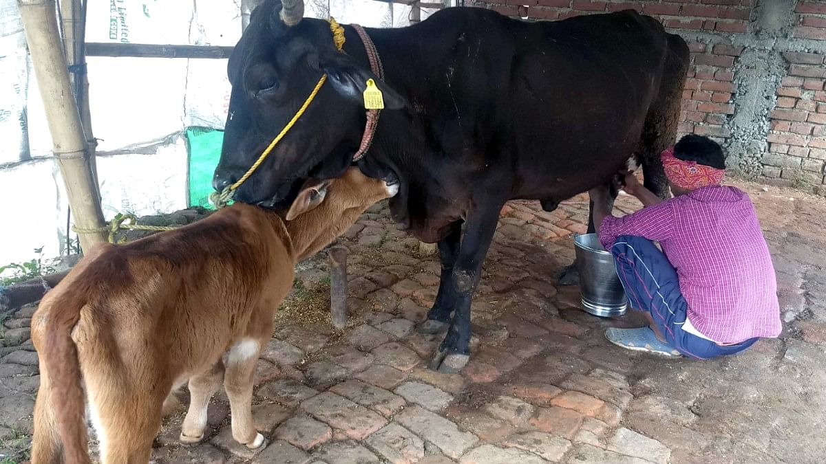 Cows moo past buffaloes as India's milk supply champions, thanks to  cross-breeding