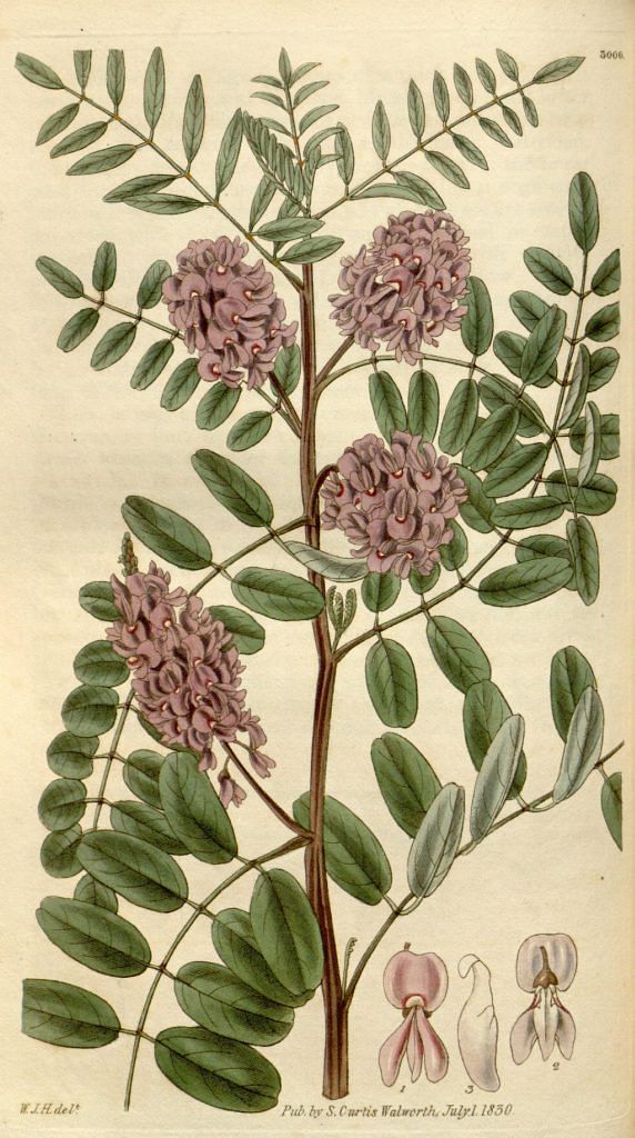 Indigofera Sylvatica from Curtis's Botanical Magazine v.57.; William Curtis; c. 1830;| Wikimedia Commons
