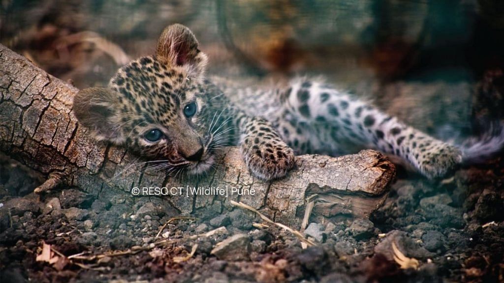 Young male cub rests after he is done sharpening his nails on a tree bark inside his enclosure at RESQ Wildlife TTC | Neha Panchamia