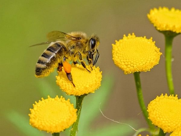 Research: DNA contained in honey reveals honeybee health