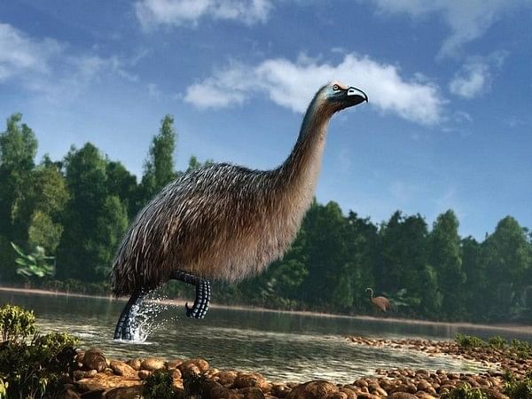 DNA provides unique insights of moa and climate change: Study