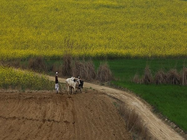 Pakistan: Farmers decry urea crisis after gas supply to fertilizer units worsens
