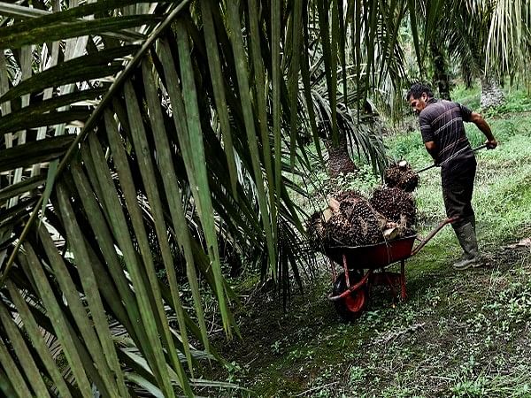 19 plantation workers abducted in Cameroon