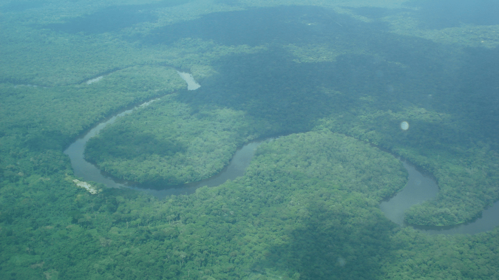 Congo rainforest | Wikipedia