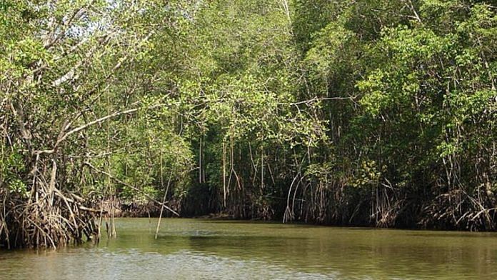 Mangroves of the Manglares Cayapas Mataje Ecological Reserve, Ecuador | Representational image | Wikimedia Commons