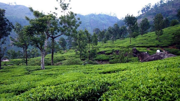 Representational image | Munnar tea plantation | Commons