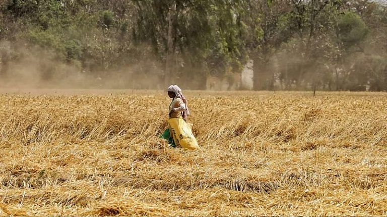 Heat wave scorches wheat fields in India, reduces yield & threatens export plans