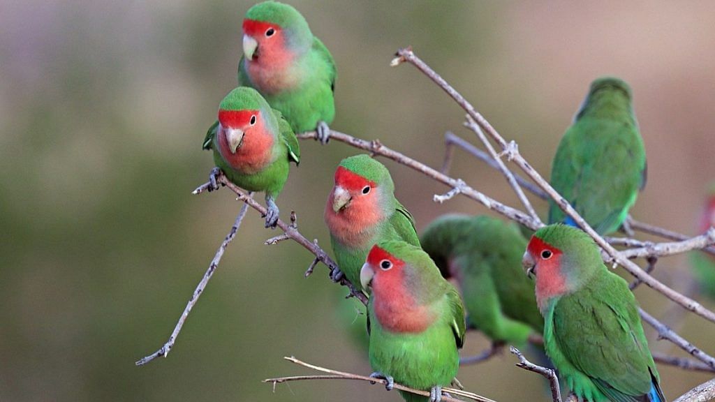 Representative image of a flock of rosy-faced lovebirds in Namibia | Commons