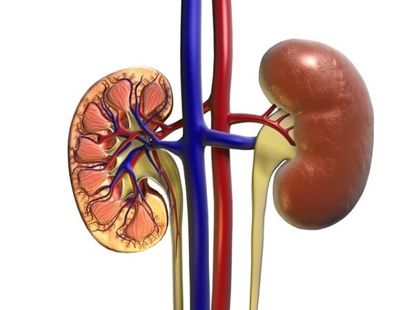 Scientists identify new liver, kidney disease